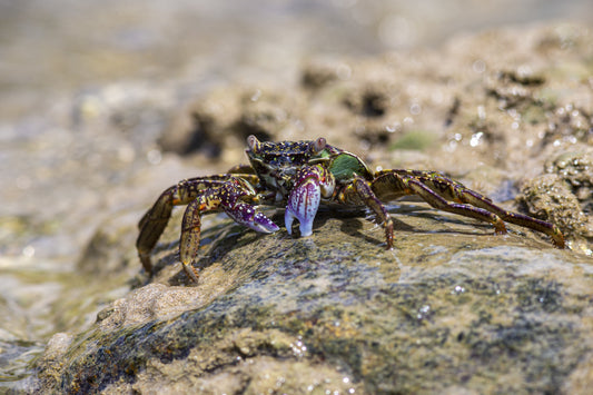 Know the Main Types of Crabs in Florida