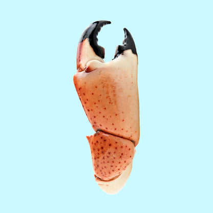 Stone Crab Wholesale Favicon